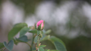 Aesthetic Rose Bud Wallpaper