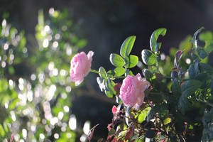 Aesthetic Rose In A Garden Wallpaper