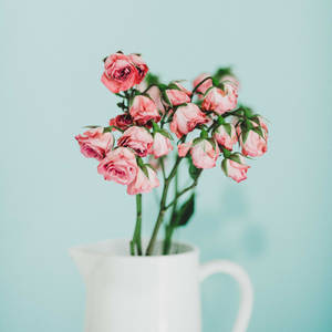 Aesthetic Rose White Pitcher Wallpaper