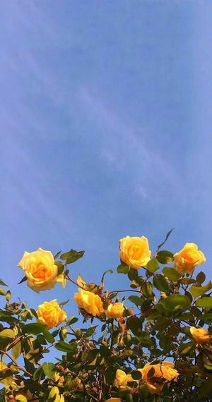 Aesthetic Tumblr Yellow Flowers Wallpaper