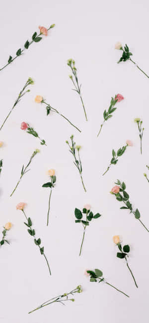 Aesthetic Valentine's Day Lovely Roses Wallpaper