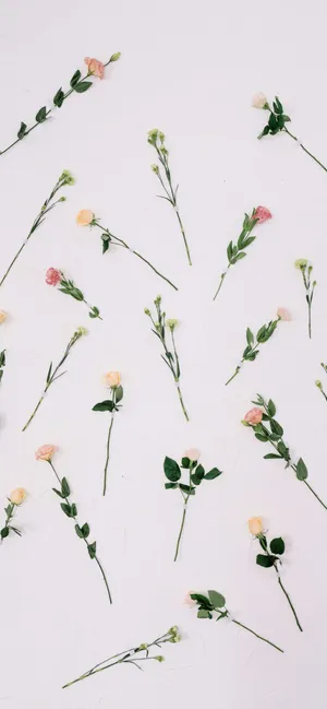 Aesthetic Valentine's Day Lovely Roses Wallpaper