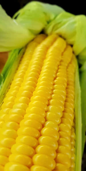 Aesthetic Yellow Corn Wallpaper Wallpaper