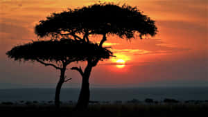 Africa Hd Trees Wallpaper