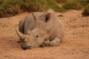 African Animal Resting Ground Wallpaper