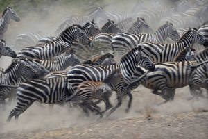 African Animals Stampede Wallpaper