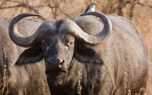 African Buffalowith Oxpecker Bird Wallpaper