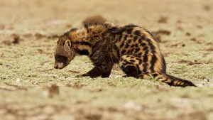 African Civetin Natural Habitat Wallpaper