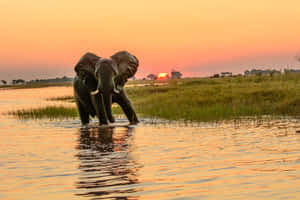 African Elephant Sunrise Crossing Wallpaper