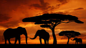 African Elephants Sunset Silhouette Wallpaper