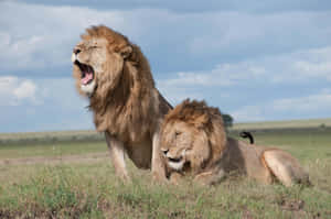 African Lions Roaring Savannah Wallpaper