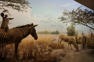African Savannah Diorama California Academy Of Sciences Wallpaper