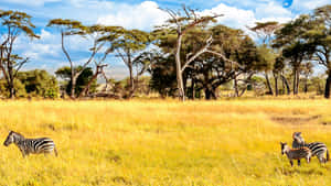 African Savannah Zebras Wallpaper