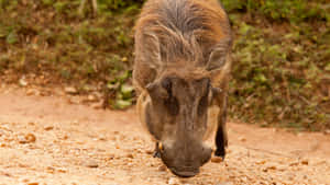 African Warthog Foraging.jpg Wallpaper