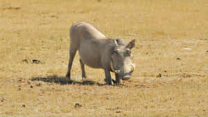 African Warthog Grazing Savannah Wallpaper