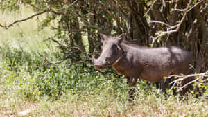 African Warthog Shade Resting.jpg Wallpaper