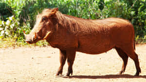 African Warthog Standing Sunlit Savannah.jpg Wallpaper