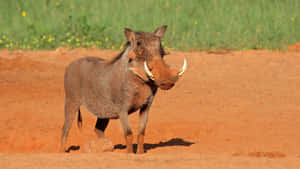 African Warthog Standingin Sunlight Wallpaper