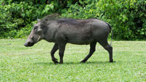 African Warthog Walkingin Grassland Wallpaper