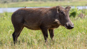 African Warthogin Grassland.jpg Wallpaper