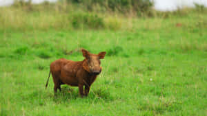 African Warthogin Grassland.jpg Wallpaper