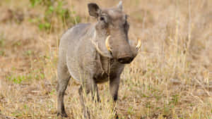 African Warthogin Grassland.jpg Wallpaper