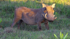 African Warthogin Grassland.jpg Wallpaper