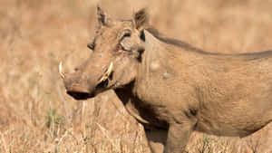 African Warthogin Grassland.jpg Wallpaper