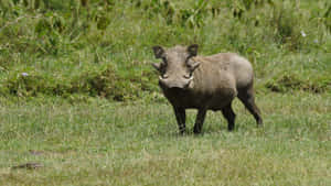 African Warthogin Grassland Wallpaper