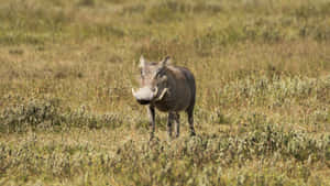 African Warthogin Grassland Wallpaper