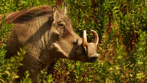 African Warthogin Greenery Wallpaper