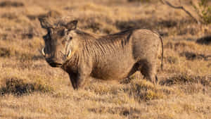 African Warthogin Savannah Wallpaper