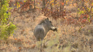 African Warthogin Wilderness Wallpaper