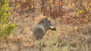 African Warthogin Wilderness Wallpaper