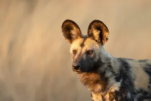 African Wild Dog Golden Hour Wallpaper