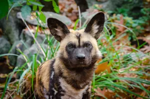 African Wild Dog Wallpaper