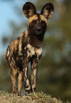 African Wild Dog Portrait Wallpaper