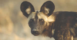 African Wild Dog Portrait Wallpaper