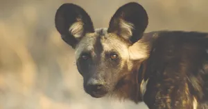 African Wild Dog Portrait Wallpaper
