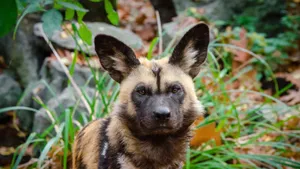 African Wild Dog Portrait Wallpaper