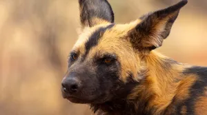 African Wild Dog Portrait Wallpaper