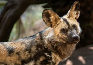 African Wild Dog Portrait Wallpaper