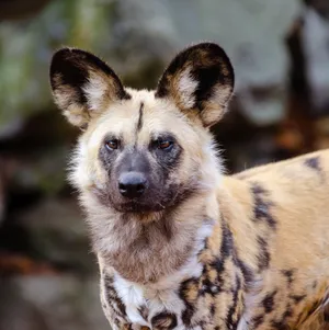 African Wild Dog Portrait Wallpaper