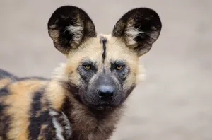 African Wild Dog Portrait Wallpaper