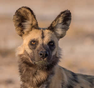 African Wild Dog Portrait Wallpaper