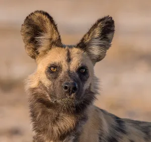 African Wild Dog Portrait Wallpaper