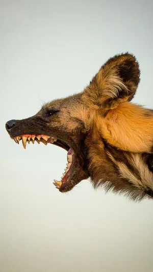 African Wild Dog Profile Wallpaper