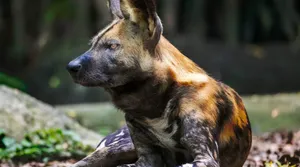 African Wild Dog Resting Wallpaper