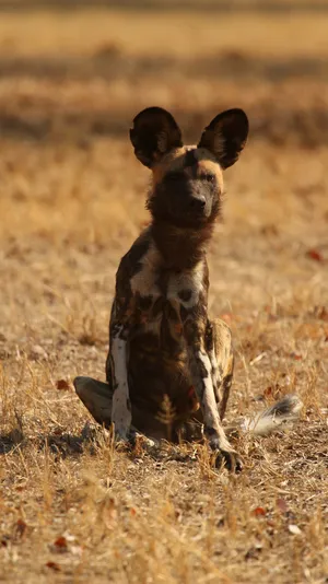 African Wild Dog Sittingin Grassland Wallpaper