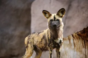 African Wild Dog Standing Guard Wallpaper